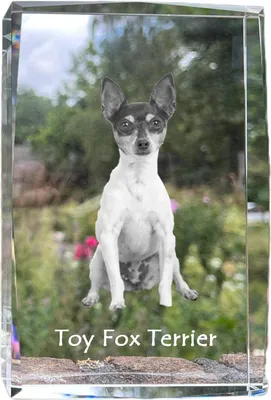 Produktbild von Toy Fox Terrier, American Toy Terrier, Amertoy - Kristall mit einem Hundebild, Bild im Glas, moderne Ausstellung des Art-Dog-Bildes.