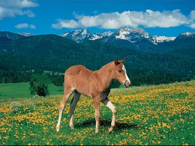 Image de Poulain au pâturage