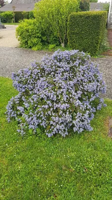 Image de Ceanothus thrysiflorus 'Repens' / Lilas de Californie rampant