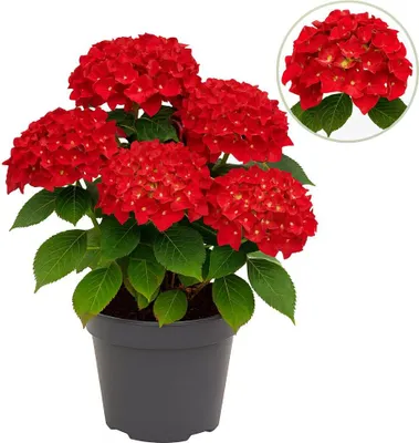 Immagine prodotto di Cuori esotici - Ortensia - Ortensia per sempre - Rosso - 7-12 fiori - dimensioni del fiore 23 cm