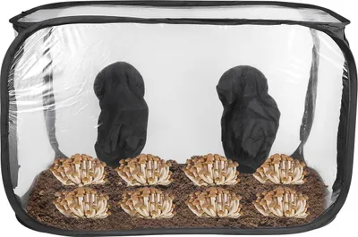 Produktbild von Pilzzucht zelt faltbar 60x60x90 cm pop-up, transparent, wasserdicht für zuhause