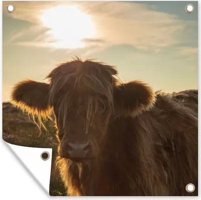 Produktbild von MuchoWow® 50x50 cm Outdoor-Poster Gartendeko Sichtschutz Garten Poster für den Garten  Schottischer Highlander - Sonnenuntergang - Gras