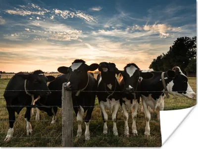 Produktbild von MuchoWow® Poster Kühe - Tiere - Bauernhof 160x120 cm - Foto Plakat