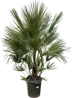 Produktbild von Everyplants Chamaerops Humilis krzew - 200 cm, ø40 cm