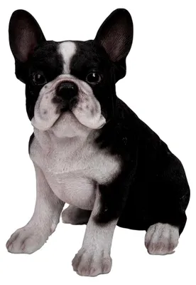 Produktbild von Dekofigur Französische Bulldogge