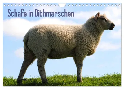 Produktbild von Schafe in Dithmarschen (Wandkalender 2027 DIN A4 quer), CALVENDO Monatskalender