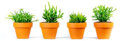 Obrázok produktu pre Gardners Rhipsalis mix, priemer 6 cm