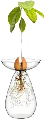 Produktbild von Hydrokultuur-pot für Avocado-Pflanzen, transparent, für kleine Bäume, Kulturset für Indoor- und Büro-Decor.