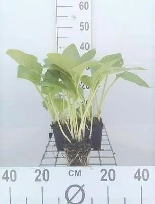 Obrázok produktu pre 6 x Hosta hybr. 'Halcyon' - Hosta - kvetináč 9 x 9 cm
