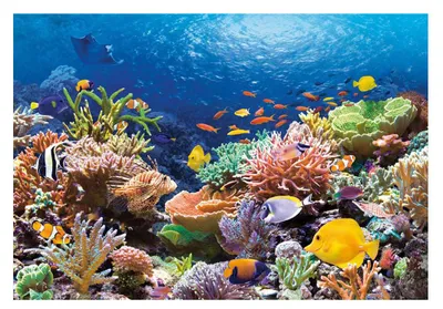 Immagine prodotto di Puzzle 1000 pezzi Pesci della barriera corallina 101511