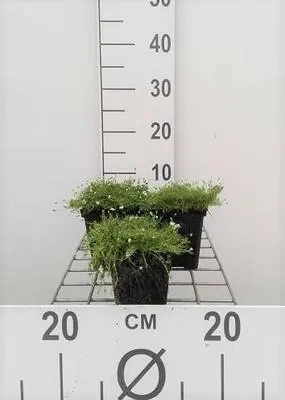 Zdjęcie produktu dla 6 x Sagina subulata - mech gwiaździsty - doniczka 9 x 9 cm