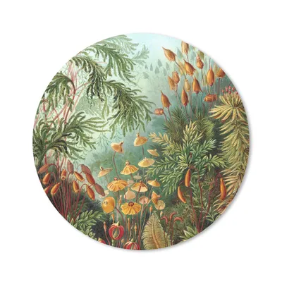 Produktbild von MuchoWow® Mauspad Mousepad Muscinae - Ernst Haeckel - Pflanzen 40x40 cm - Mousepads - Maus Mat - Pad - Mausunterlage - Schreibtisch Accessoires