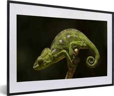 Produktbild von MuchoWow® MuchoWow® Gerahmtes Poster Ruhendes Chamäleon 60x40 cm - Poster mit zchwarzem Bilderrahmen - Schlafzimmer - Plakat in Rahmen - Drucken