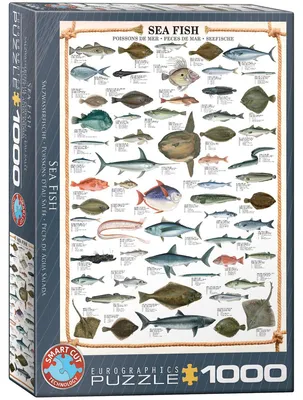Immagine prodotto di Eurographics Puzzle Seefische, Meeresfische, 1000 Teile, 68 x 48 cm, 6000-0313