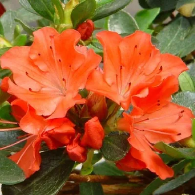 Immagine prodotto di Azalee Orange - Azalea japonica | 25-30 cm in vaso