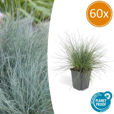 Produktbild von Ziergras - Blauschwingelgras - Festuca glauca 'Elijah Blue' - 9cm Topf - Set mit 60 Pflanzen