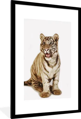 Produktbild von MuchoWow® Gerahmtes Poster Jungtier - Tier - Tiger 60x90 cm - Poster mit Schwarzem Bilderrahmen Wandposter Rahmen Foto Bilder - Dekoration - Wandposter Wohnzimmer - Hochwertig