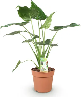 Image de Alocasia cucullata « Main de Bouddha » - 21cm - Hauteur : 65 à 70cm - Plante