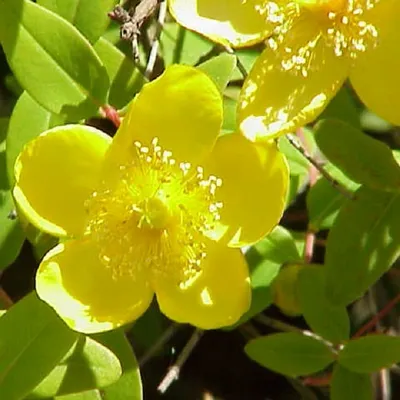 Obrázek produktu pro 2 x Hypericum moserianum | 30-40 cm v nádobě