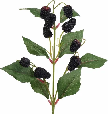 Produktbild von Dekozweig mit Maulbeeren für Blumenarrangements und Gestecke