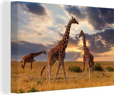 Obrázek produktu pro OneMillionCanvasses® - Plátno - Žirafy - Slunce - Afrika, nástěnná malba, nástěnné dekorace obrázky do obývacího pokoje, 30x20cm