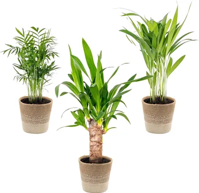 Produktbild von 3x Tropische Palmen Mischung inkl. Jutekorb - Pflegeleicht - ⌀12 cm - ↕20-45 cm