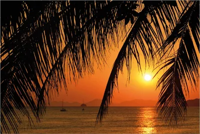 Produktbild von Wallario selbstklebendes Poster - Sonnenuntergang unter Palmenblättern, Größe: 100 x 150 cm