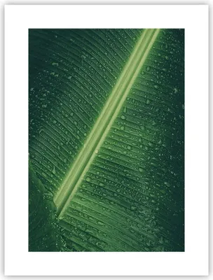 Produktbild von Poster - Poster ohne Rahmen - Makro Blatt Tropfen - 30x40 cm - Wand Bild - Wanddeko - Wandbilder - Kunstposter - Wandposter - Bilder - Kunstdruck - Wanddekoration - Wandbild - P2XPA30x40-4372