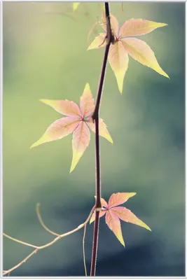 Produktbild von Wallario Wandbild Herbstblume, Größe: 61 x 91,50 cm, Poster mit weißem Aluminiumrahmen