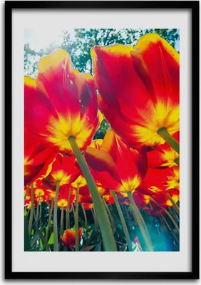 Produktbild von Bild - Bilderrahmen - Foto - 70 cm x 100 cm - MDF - Rahmen - Wandkunst - Rote Tulpen