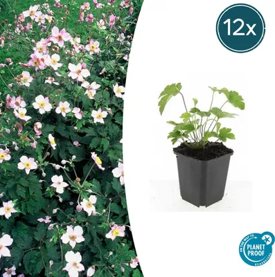 Produktbild von Zierstaude - Herbst-Anemone - Anemone tomentosa 'Robustissima' - 9cm Topf - Set mit 12 Pflanzen