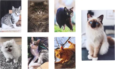 Produktbild von Notizbuch mit Klebeverschluss Katze MINI 40 l 6 x 8,5 cm