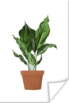 Produktbild von MuchoWow® Poster Pflanzen - Blumentopf - Weiß 80x120 cm - Papierdruck