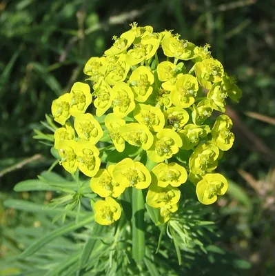 Image de 6 x Euphorbe de cyprès - Euphorbia cyparissias - pot 9cm x 9cm