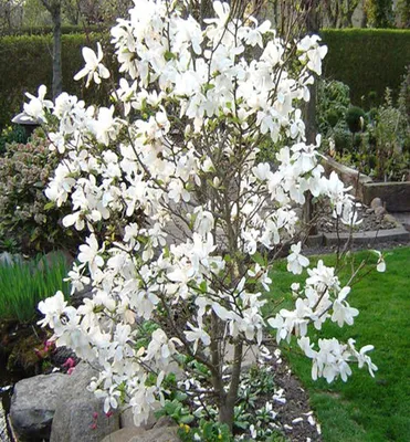 Produktbild von Loebner-Magnolie ´MERRILL´ 50-60 cm, Cont. 2,5 l