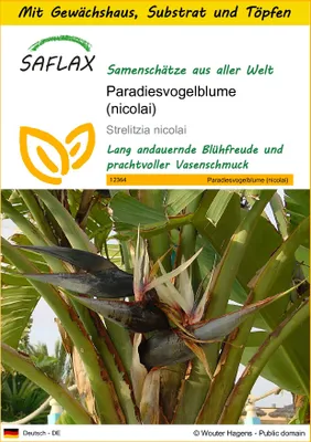 Produktbild von SAFLAX Anzucht Set - Paradiesvogelblume (nicolai) - Strelitzia nicolai - 5 Samen - Mit Mini-Gewächshaus, Anzuchtsubstrat und 2 Töpfen