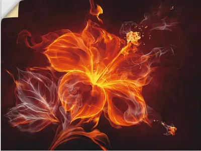 Produktbild von ARTland Wandbild, selbstklebend Feuerblume Größe: 40x30 cm