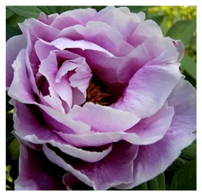 Produktbild von Strauchpfingstrose - Baumpfingstrose - Paeonia suffruticosa Hybriden - Farbe wählbar