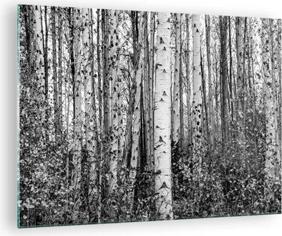 Produktbild von Bilder auf glas - Einteilig - Birken Wald Monochrom - 70x50cm - Glasbilder - Wandbilder - Bilder - zum Aufhängen bereit - Wanddekoration aus Glas - Glas Bilder - Wandbild auf Glas - GAA70x50-4643