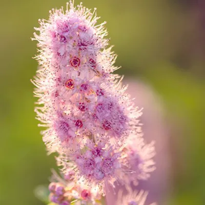 Obrázok produktu pre 2 x Spiraea billiardii - Spiraea billiardii | 40-60 cm v nádobe
