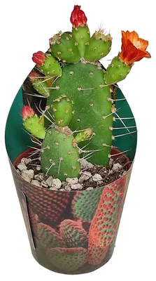 Produktbild von Opuntia quitensis - blühfreudiger Ohrenkaktus - Rarität - 6,5cm Topf - 15cm hoch