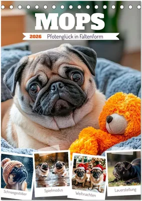 Produktbild von MOPS Pfotenglück in Faltenform (Tischkalender 2026 DIN A5 hoch), CALVENDO Monatskalender