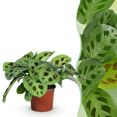 Image de Green boutiQ - Plante d'intérieur - Maranta Fascinator Kerchoveana - Plante zébrée - Plante sans danger pour les animaux - Vert - 1 plante - Pot de 12 cm - Hauteur 25 cm