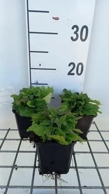 Image de 6 x Stachys officinalis - Mauvaises herbes - Pot 9 x 9 cm