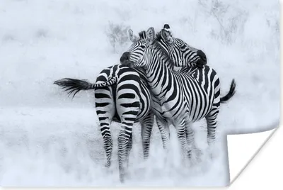 Produktbild von MuchoWow® Poster Kuschelige Zebras 90x60 cm - Schlafzimmer
