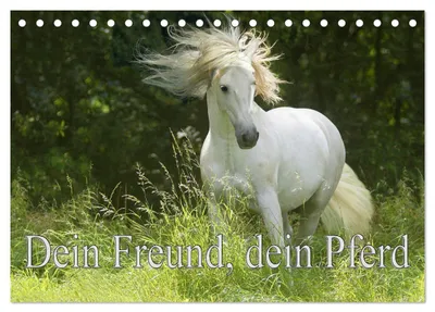 Produktbild von Dein Freund, dein Pferd (Tischkalender 2027 DIN A5 quer), CALVENDO Monatskalender