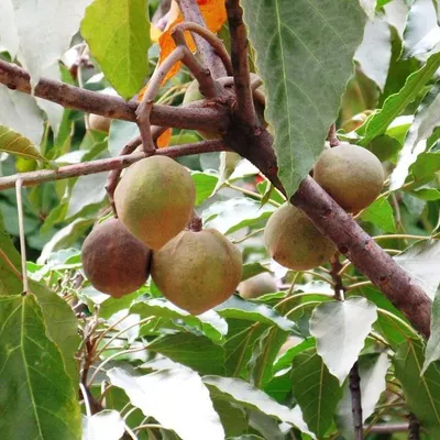 Image de Noix de kemiri (Aleurites moluccana)  - 2 graines