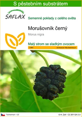 Obrázek produktu pro SAFLAX - Morušovník černý - Morus nigra - 200 Semena - S pěstebním substrátem bez klíčků