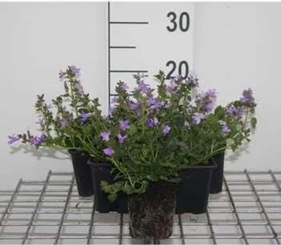 Produktbild von 6 x  Campanula portenschlagiana ( muralis) - Bergminze - Topf 9 x 9 cm
