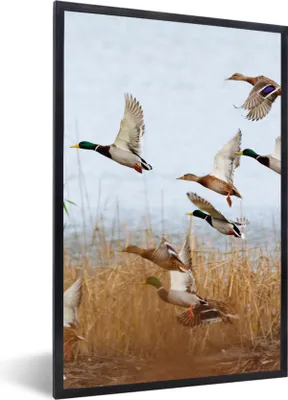 Produktbild von MuchoWow® Gerahmtes Poster Ente - Vogel - Schilf - Wasser - Enten 20x30 cm - Poster mit Schwarzem Bilderrahmen Wandposter Rahmen Foto Bilder - Drucken - Bilder Poster im Rahmen